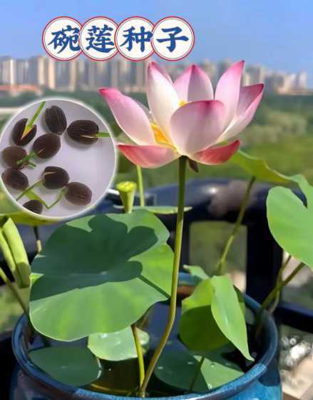 怎么有荷花种子怎么种 莲花种子怎么种