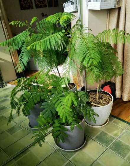 合欢树移栽后多久成活 合欢树什么时候移栽好