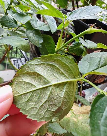 月季花为什么招红蜘蛛 月季花为什么会有红蜘蛛