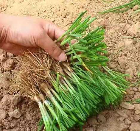 移栽韭菜需要注意什么 韭菜移栽后需要什么肥料