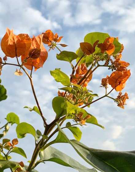 三角梅是怎么样开花的 三角梅怎样能开花