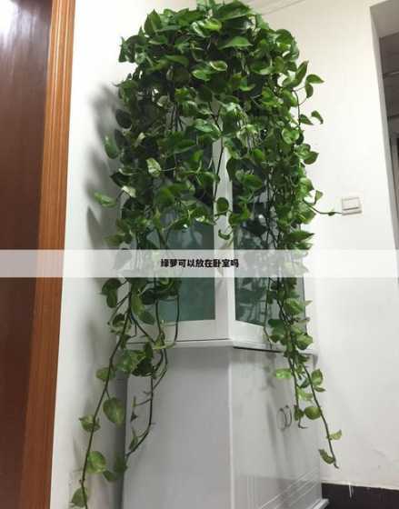 绿萝放卧室有什么坏处 绿萝放卧室养对人体有害吗