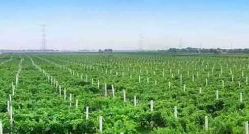 河北什么地方种植的多 河北沧州大枣哪里最多种植