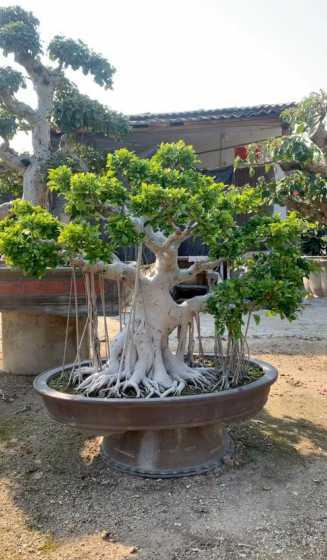 树桩盆景选什么树根好 挖树桩种盆景一般在什么季节挖