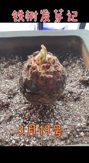 铁树长新叶了怎么处理 铁树新叶长出老叶要剪掉吗