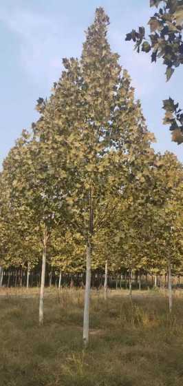 2024年法桐多少钱 石家庄2024法桐和国槐价格大全