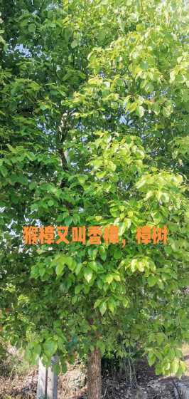 6公分樟树多少钱一棵 樟树上的树舌值多少钱