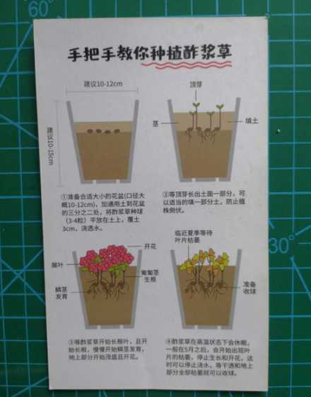 种花种草还可以叫什么 我借人间二亩田,种花种草种流年什么意思