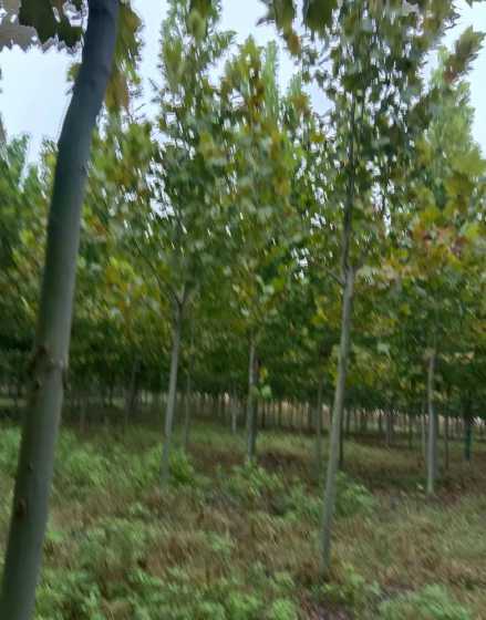 8公分法桐多少钱桐 一棵杨树植多少钱