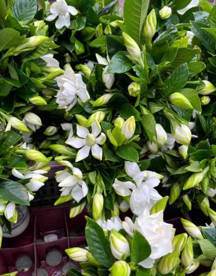 栀子花离开树会怎么样 栀子花的树皮被打草时打掉了,会有影响吗