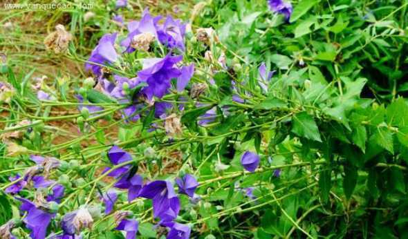 桔梗是植物的什么部位 桔梗是什么植物