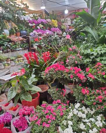 山东花卉鲜花市场 济南花卉市场有几个济南花卉市场哪个好