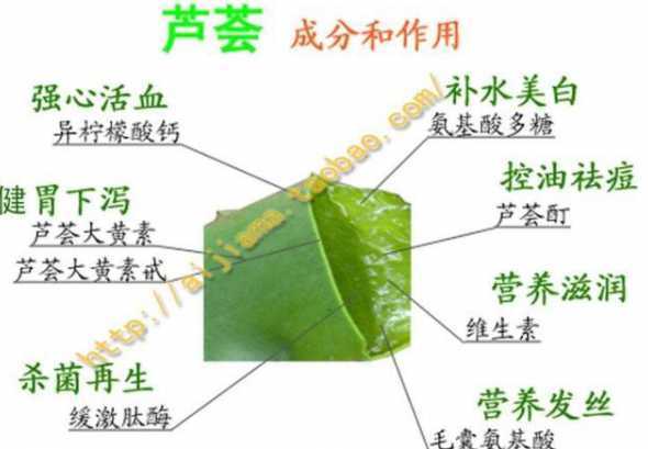 库拉索芦荟怎么放基质 没有泥土的芦荟情况下怎么养殖方法