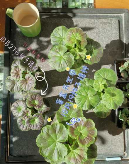 天竺葵怎么样才会结籽 天竺葵如何结籽