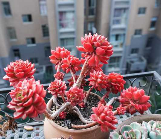 多肉室内冬季怎么养殖 冬季应该怎么养多肉植物