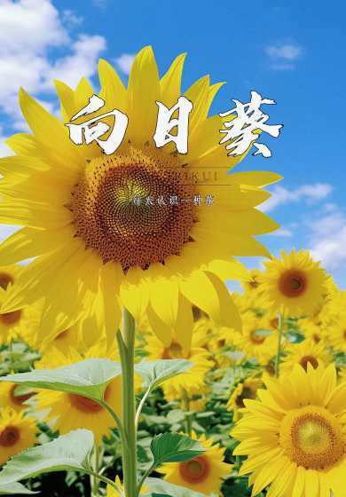 葵花向日葵是什么季节 向日葵是什么季节的花
