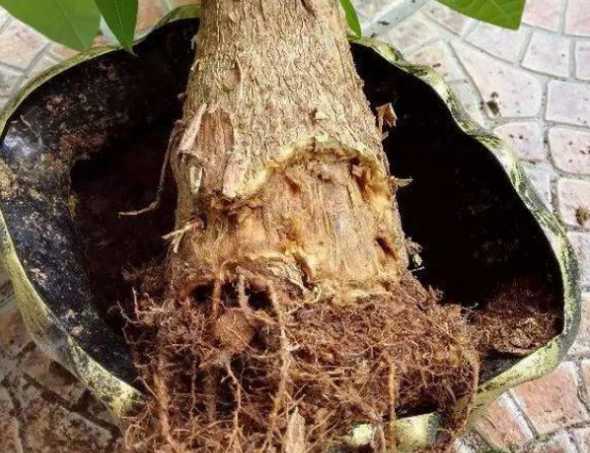 快腐烂的树根怎么救活 发财树根腐烂最快的处理方法,发财树的根茎腐烂和发软如何补救