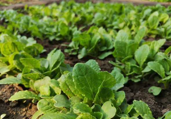 冬天庭院可以种什么菜 秋冬季适合种植哪些蔬菜