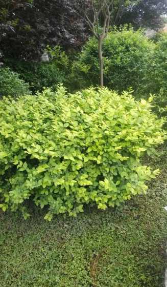 马路边圆球是什么植物 马路边的绿化植物有哪几种(常见绿化树木名称及图片)