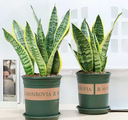 观叶盆景植物都有什么 常见室内盆景的植物有哪些