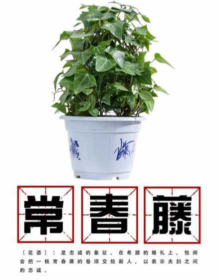 常青藤叶子发黄怎么办 常春藤叶子发黄怎么回事