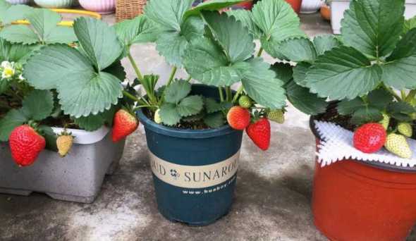 盆栽草莓怎么更容易活 草莓盆栽怎么过冬