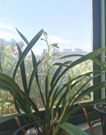 兰花用什么土壤种植好 兰花适合什么土壤种植