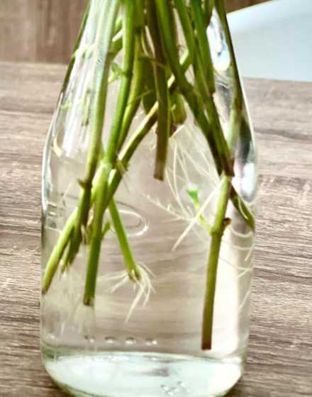 水培薄荷根部怎么处理 怎么让薄荷生根,水培生根后怎么养