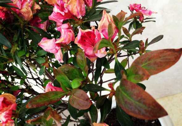 杜鹃花为什么花苞蔫了 杜鹃花花苞没开就蔫了是为什么怎么挽救