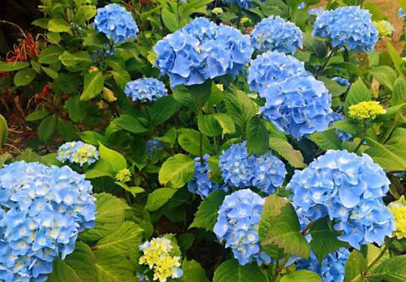 夏天有什么植物开放了 夏天什么树开花