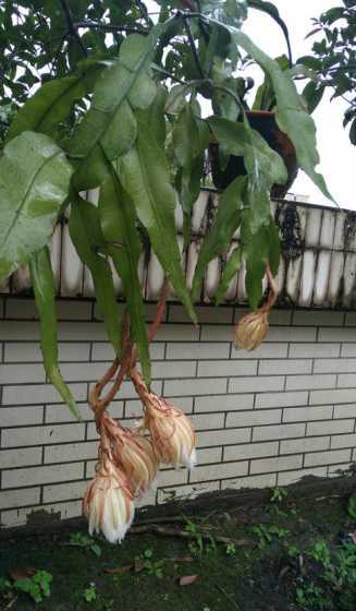 昙花在什么环境下生长 昙花适合生长的环境