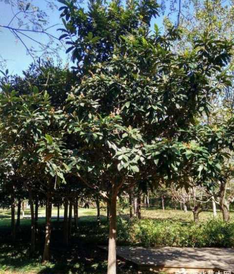 成年枇杷树多少钱一棵 成年的枇杷树,应该怎么管理呢