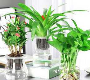 用水培小盆栽的有什么 可以挂墙上的水培小植物