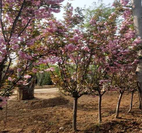 樱花树10公分多少年 樱花的作用