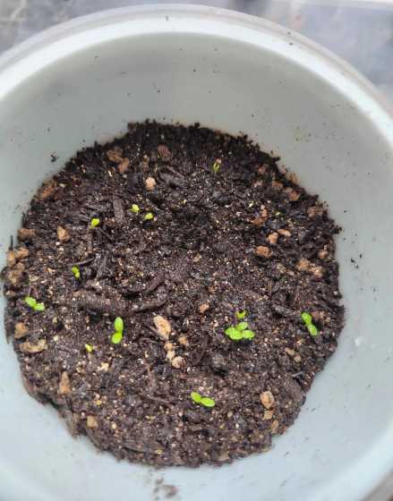 雏菊云南什么时间播种 雏菊什么时候播种最合适(有关小雏菊播种时间及步骤)