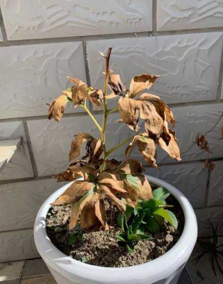 室内盆栽枯萎怎么处理 室内盆栽叶子枯了怎么办 室内盆栽叶子枯了怎么解决