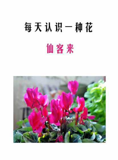 仙客来花什么时候种植 什么时候是种植仙客来的最佳时间