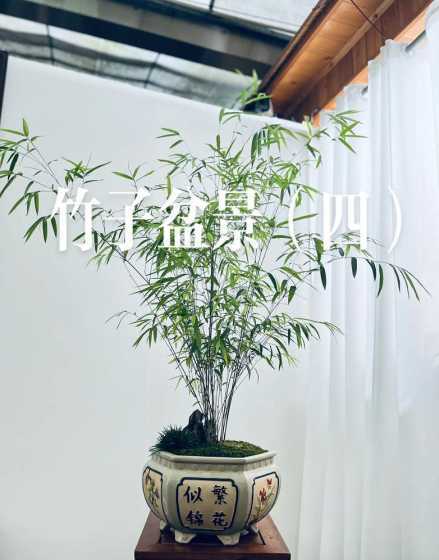 竹子盆景家里怎么摆放 家里放竹子类盆栽好吗