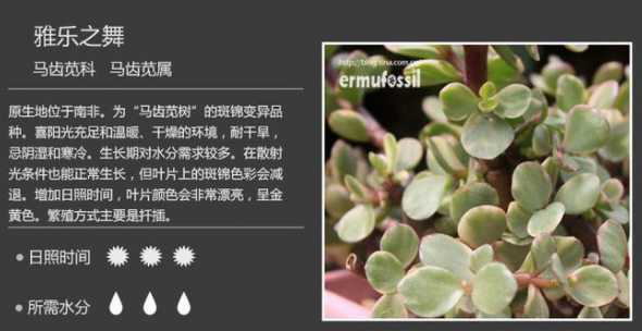 雅乐之舞属于什么科类 金枝玉叶和雅乐之舞的区别