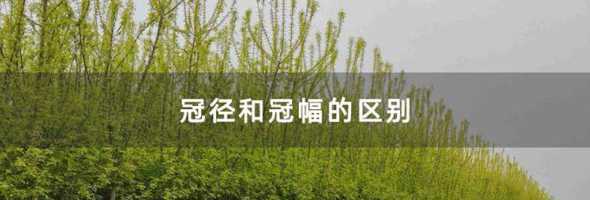 冠幅和冠径是什么意思 冠幅是直径还是半径