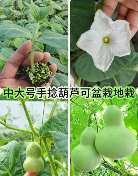 手捻葫芦苗为什么不长 手捻葫芦的种植方法和管理
