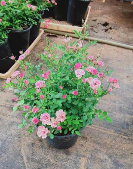 钻石月季开花什么颜色 钻石月季的栽培管理