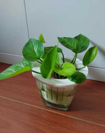 水培绿萝什么季节移植 用水养的绿萝是不是只能活一年