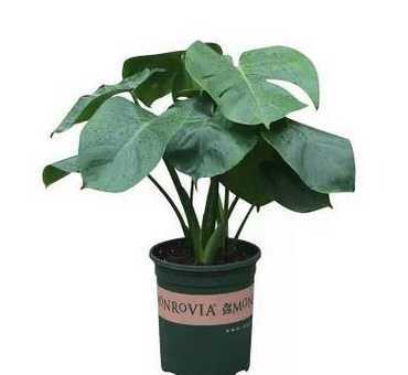 高的花盆适合插什么花 什么样的花适合高花盆