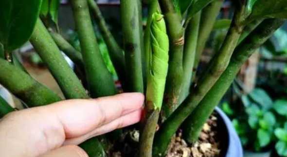 金钱树发新芽怎么护理 金钱树长出的新芽如何养护