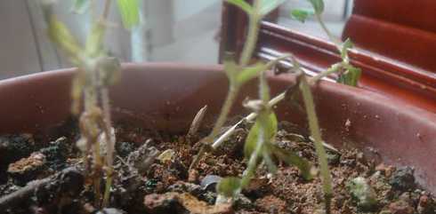 百日草叶子为什么会枯 百日草刚发芽不久,可是叶子看起来有点黄了,该怎么办