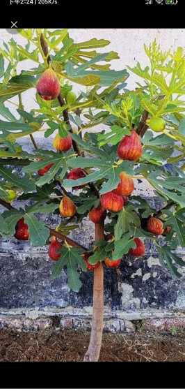 为什么无花果树没有花 无花果树为什么不开花就结果了