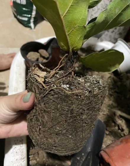 榕树树根腐烂怎么处理 高山榕树怎么换土