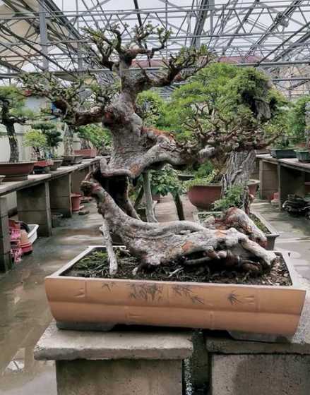 直立榆树盆景怎么制作 榆树怎么制作盆景