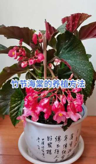 竹节海堂代表什么含义 竹节海堂花怎么养